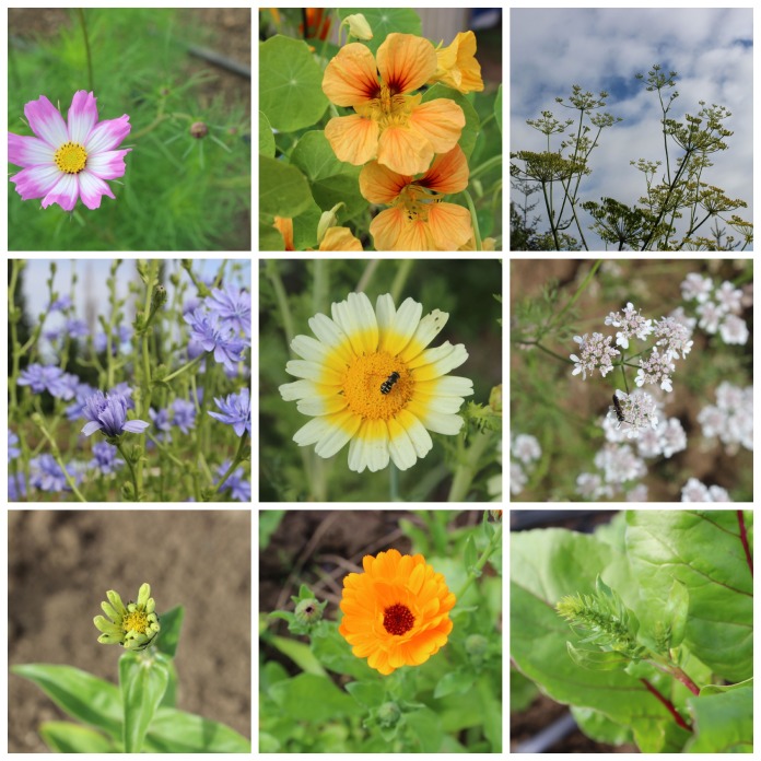 farm flowers collage.jpg